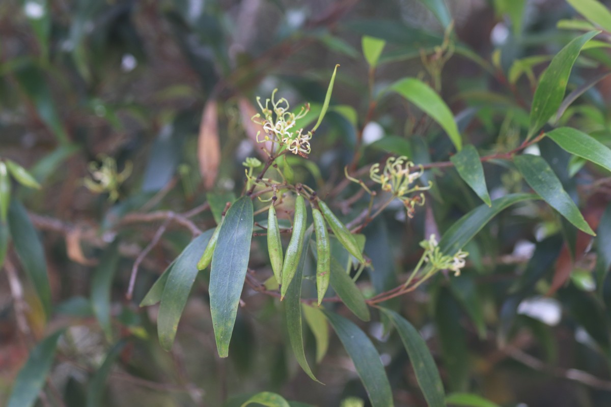 Hakea salicifolia subsp. salicifolia